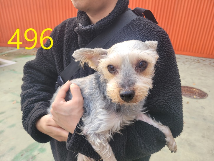 종료(반환) 요크셔…