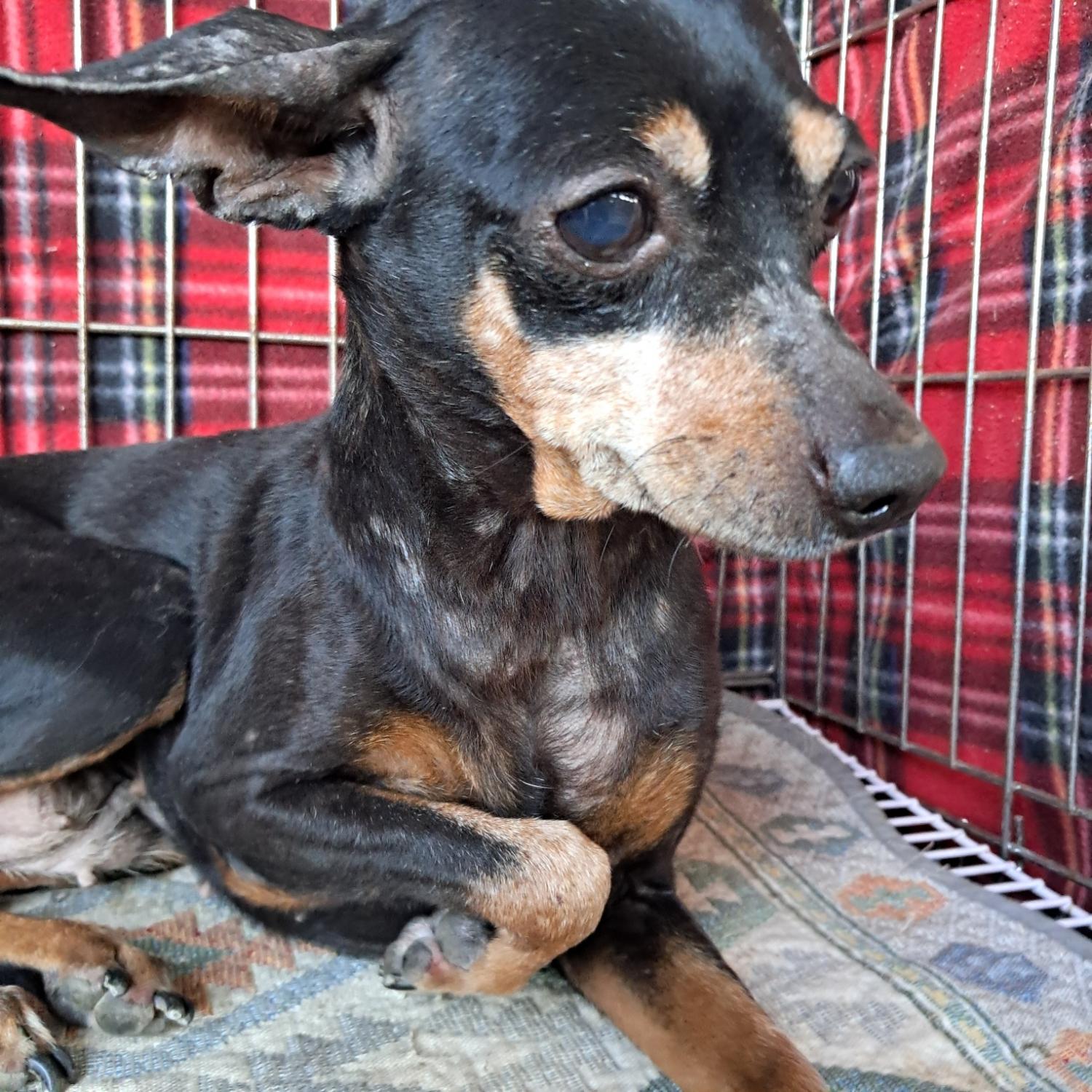 종료(입양) 미니어…