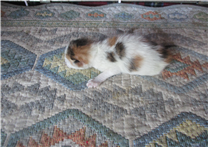 종료(자연사) 한국…