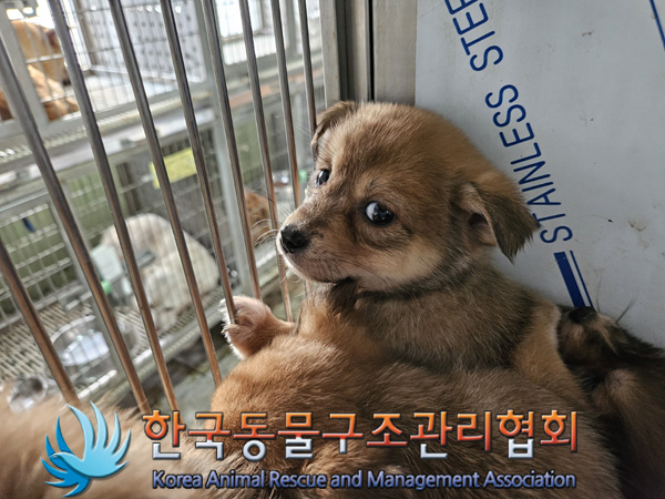 한국동물구조관리협회_441560202401411