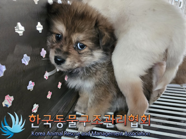 한국동물구조관리협회_441560202401408