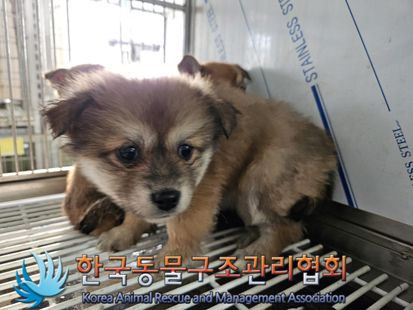 한국동물구조관리협회_441560202401412