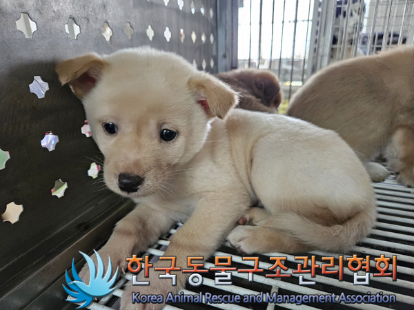 한국동물구조관리협회_441560202401409