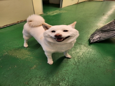 (사)동부동물보호협회_426330202400411