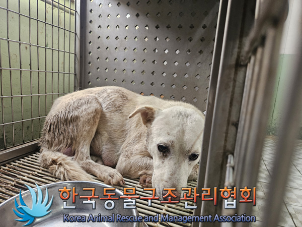 한국동물구조관리협회_441409202401917