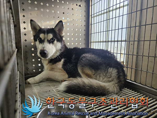 한국동물구조관리협회_441559202401395