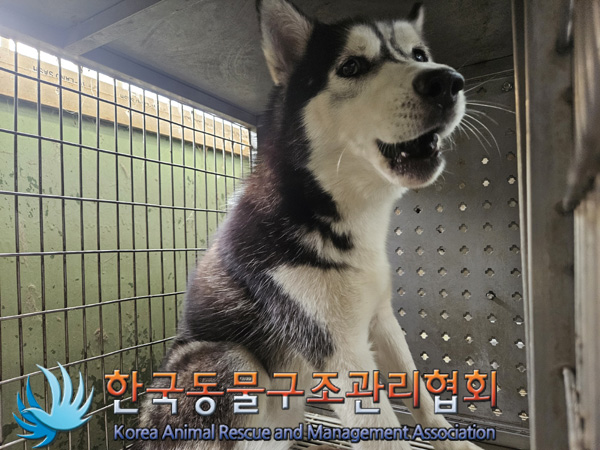 한국동물구조관리협회_441559202401396