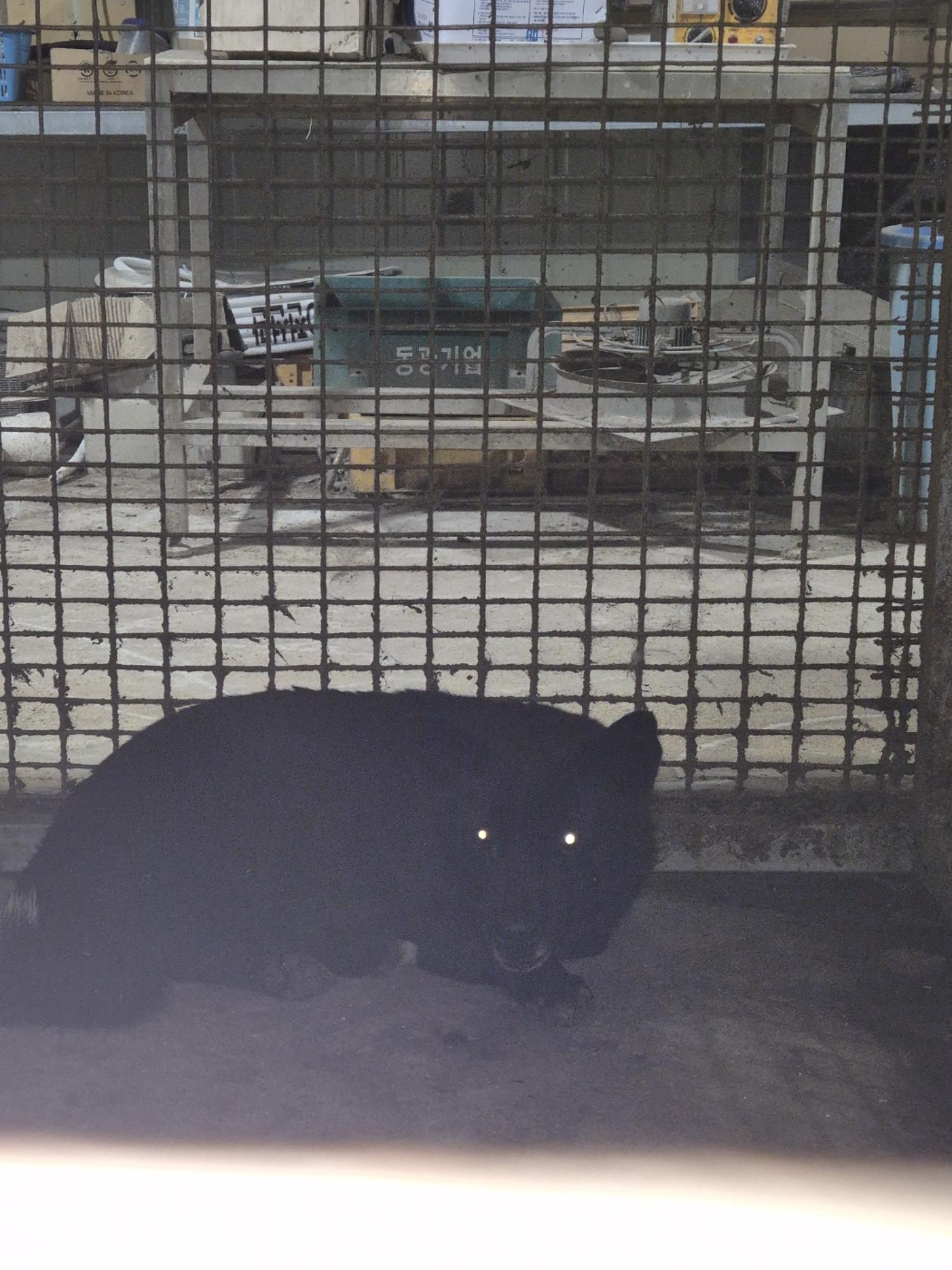 보호중 믹스견의 가…