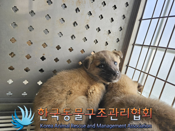 한국동물구조관리협회_411307202400645