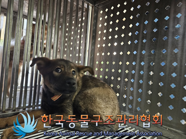 한국동물구조관리협회_441414202401009
