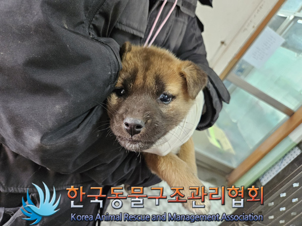 종료(안락사) 믹스…