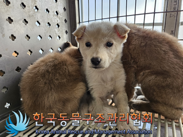 한국동물구조관리협회_411307202400644