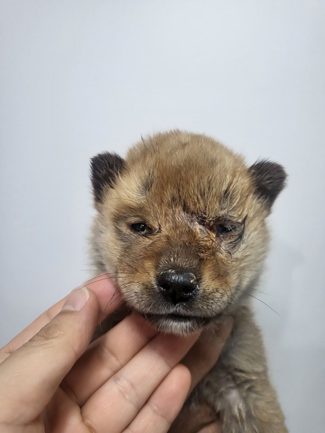 이성준동물병원_441408202401756