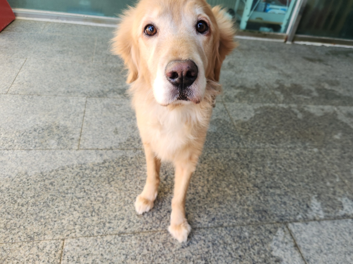 광주 동물보호소_429359202400430