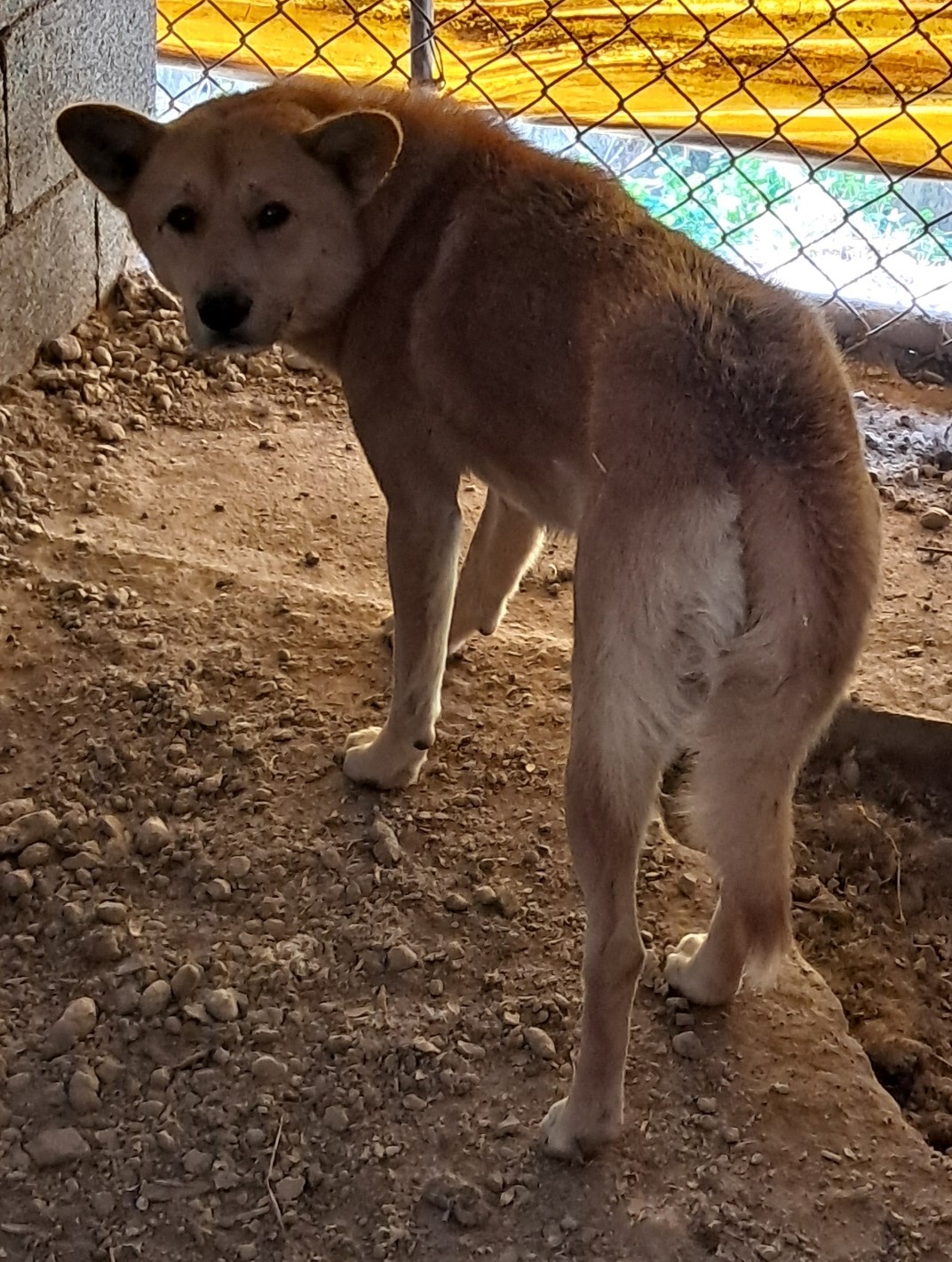 강진군 유기견 보호소_446492202400152