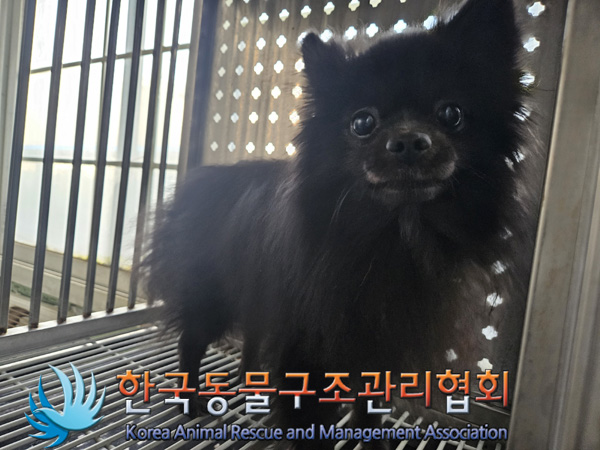 한국동물구조관리협회_441382202400831
