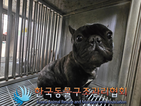 한국동물구조관리협회_411316202400907