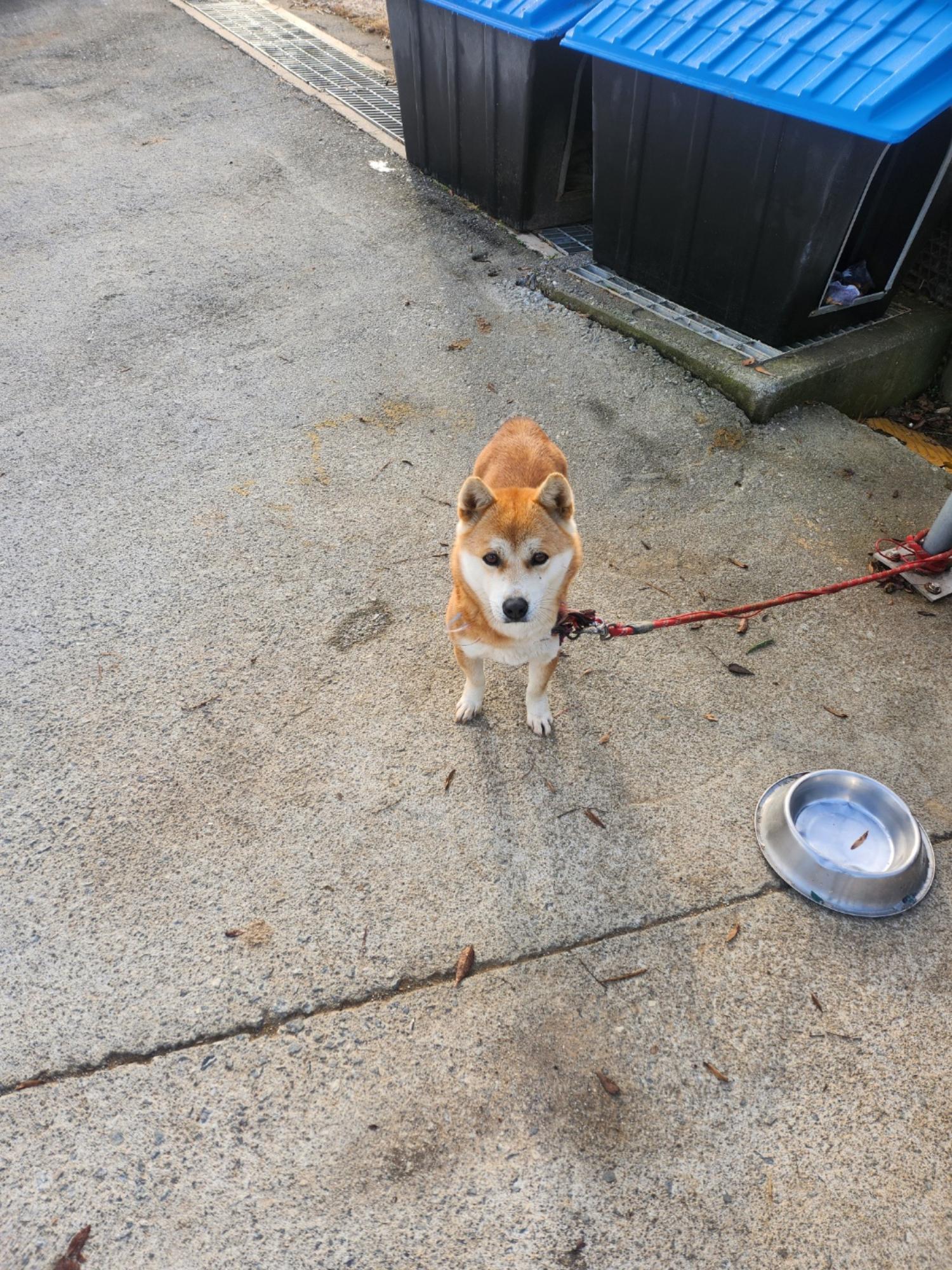 보호중 믹스견의 가…