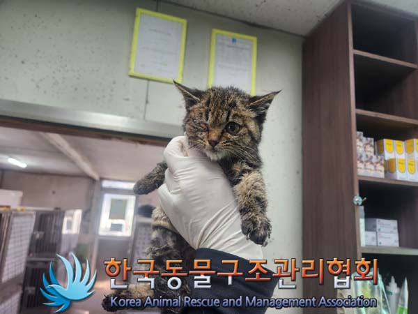 한국동물구조관리협회_411316202400908
