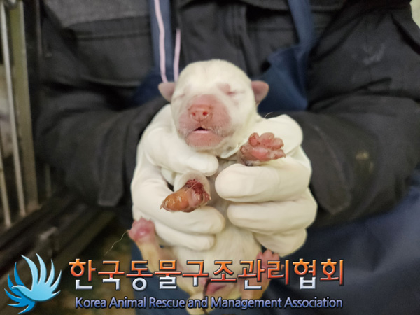 한국동물구조관리협회_441409202401923