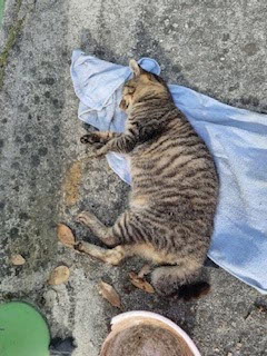 종료(자연사) 한국…