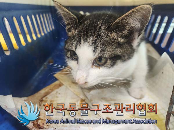 한국동물구조관리협회_441406202402175