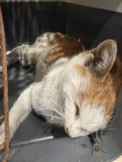 종료(자연사) 한국…