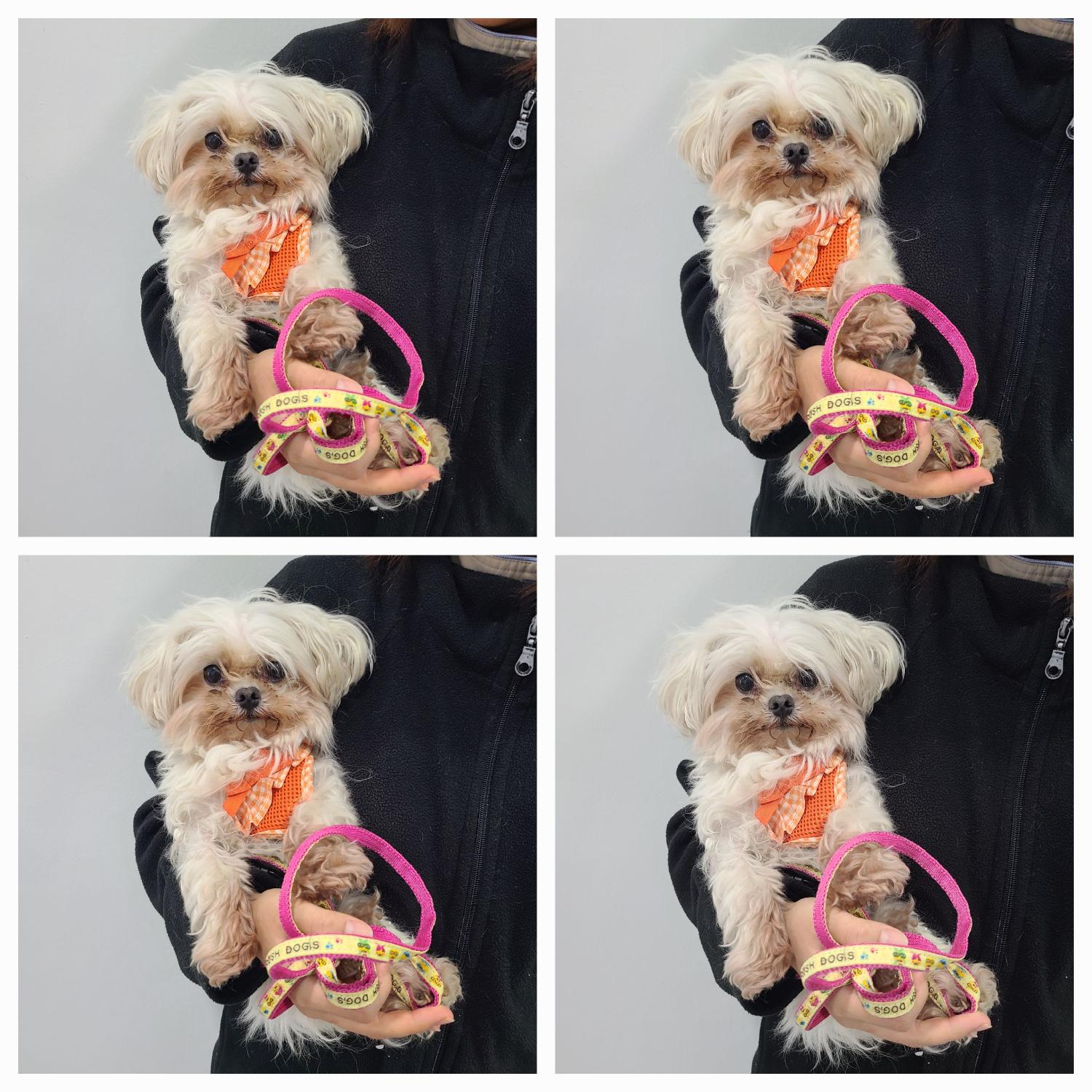 천안시 동물보호센터_444449202402192