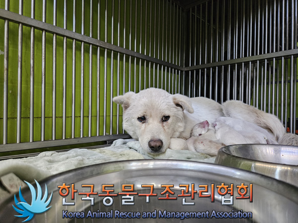 한국동물구조관리협회_441409202401919