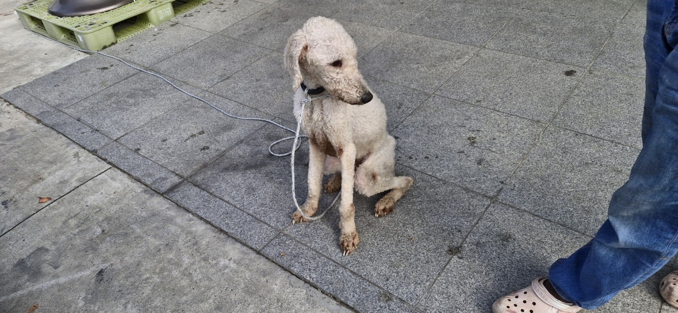 산청동물보호센터_448545202400377
