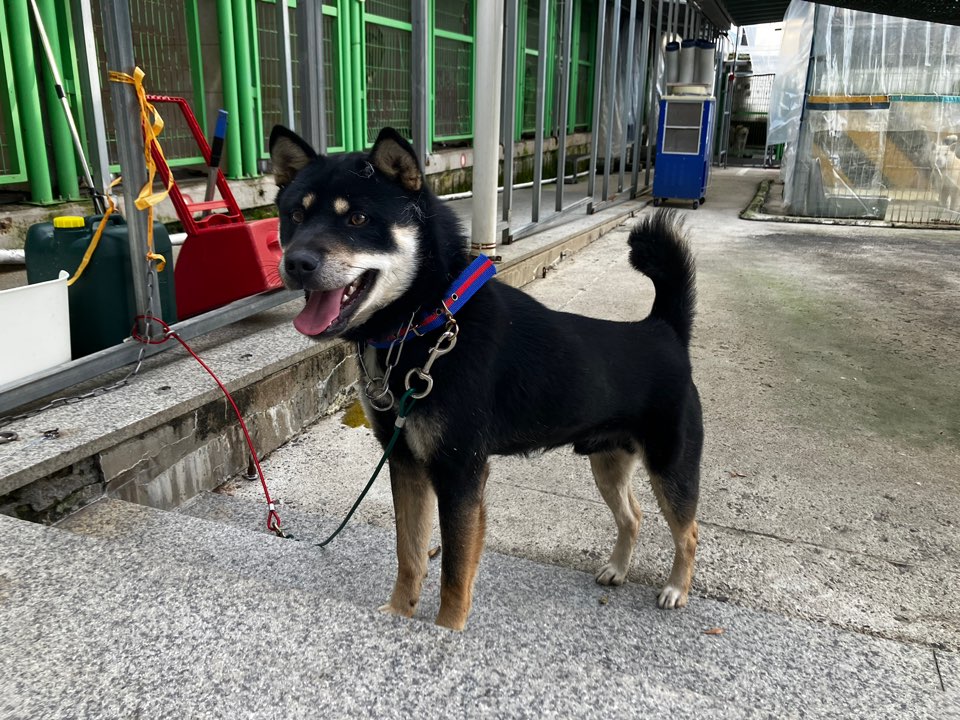 광주 동물보호소_429362202401061