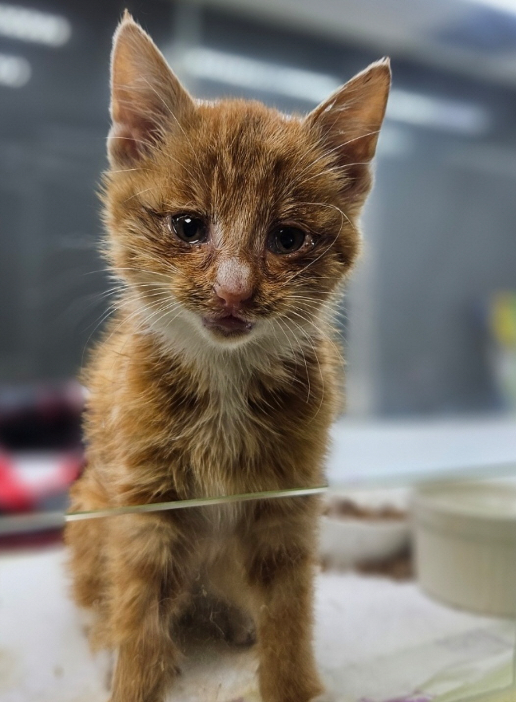 종료(자연사) 한국…