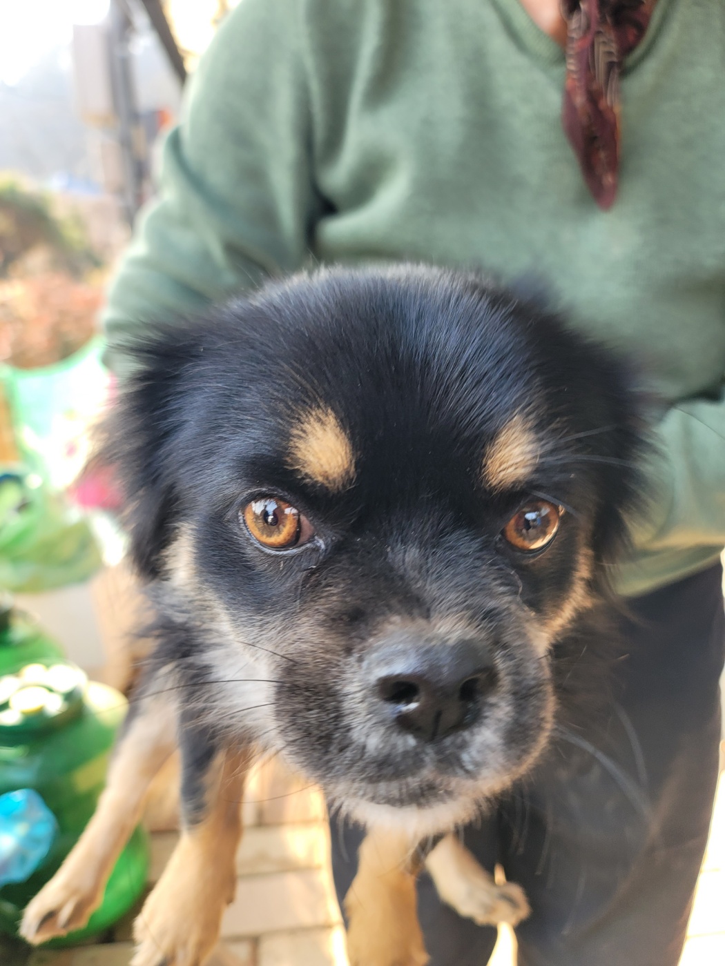 증평 가정견 훈련소_443445202400632