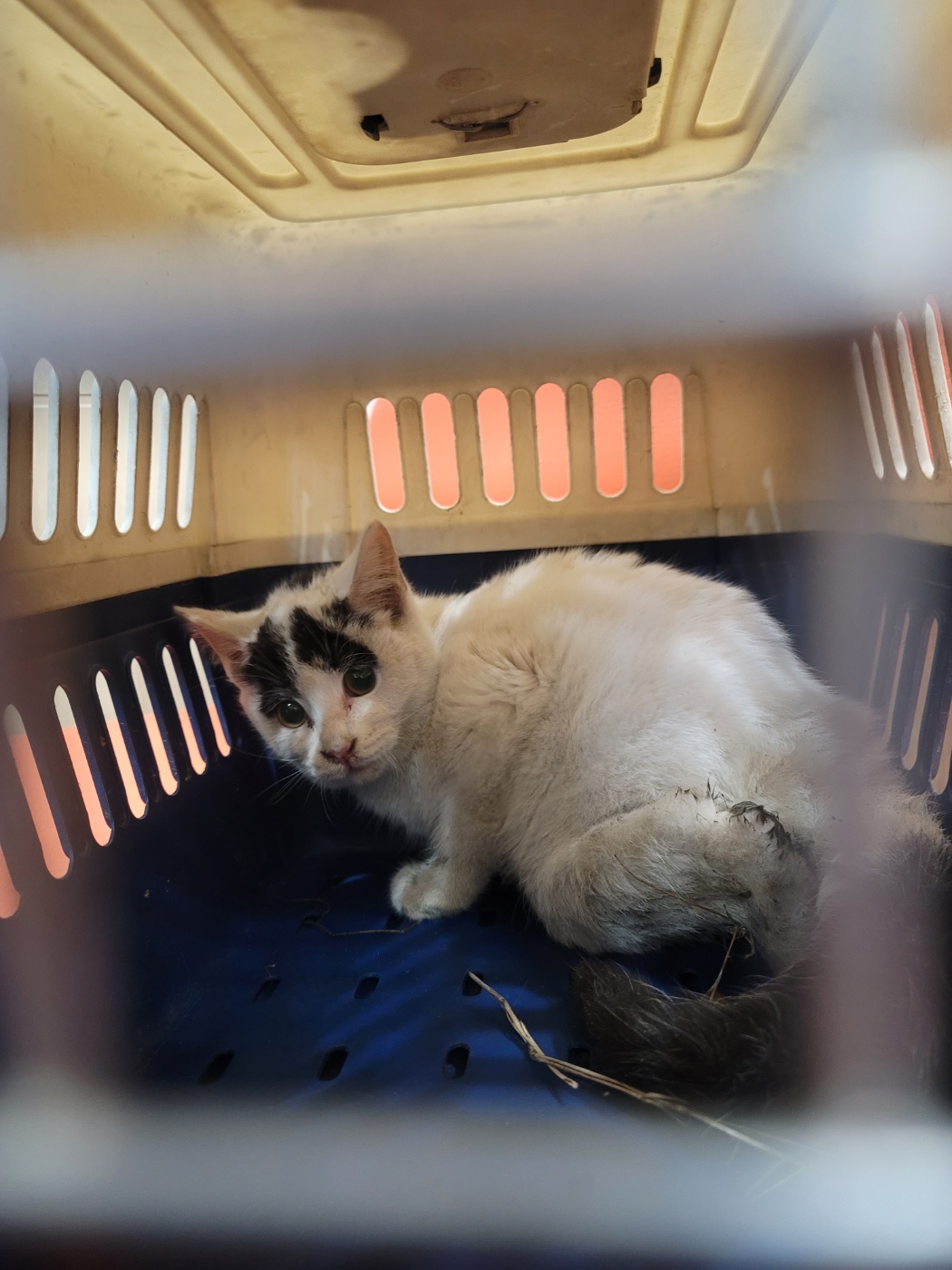 종료(자연사) 한국…