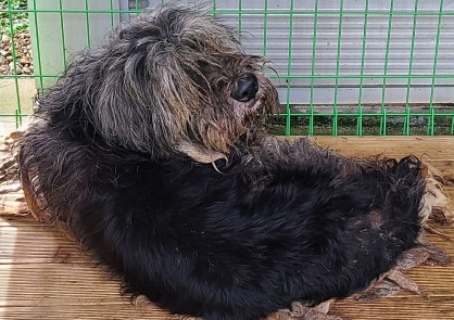 영천유기동물보호센터_447510202400858
