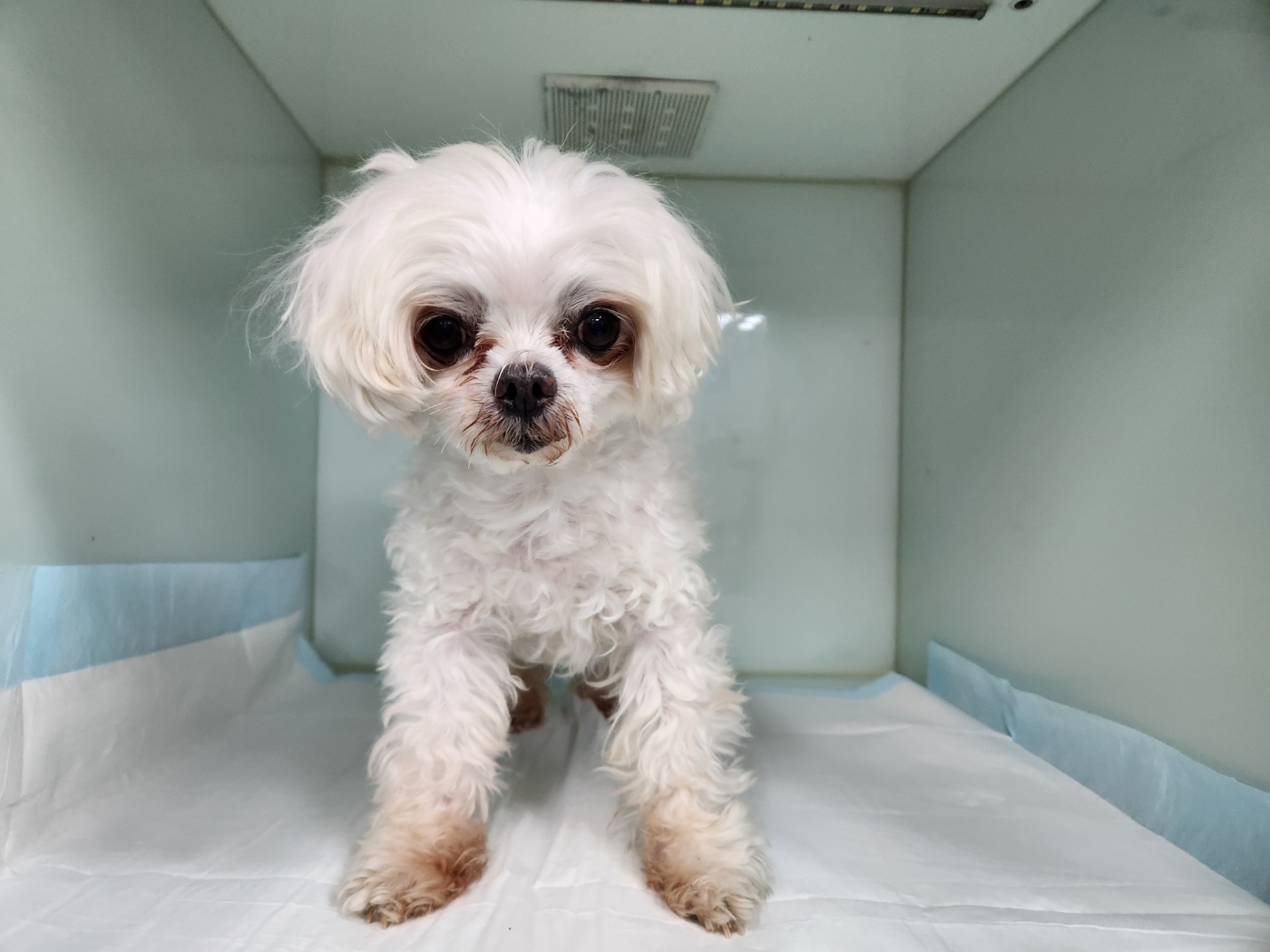 종료(반환) 말티즈…