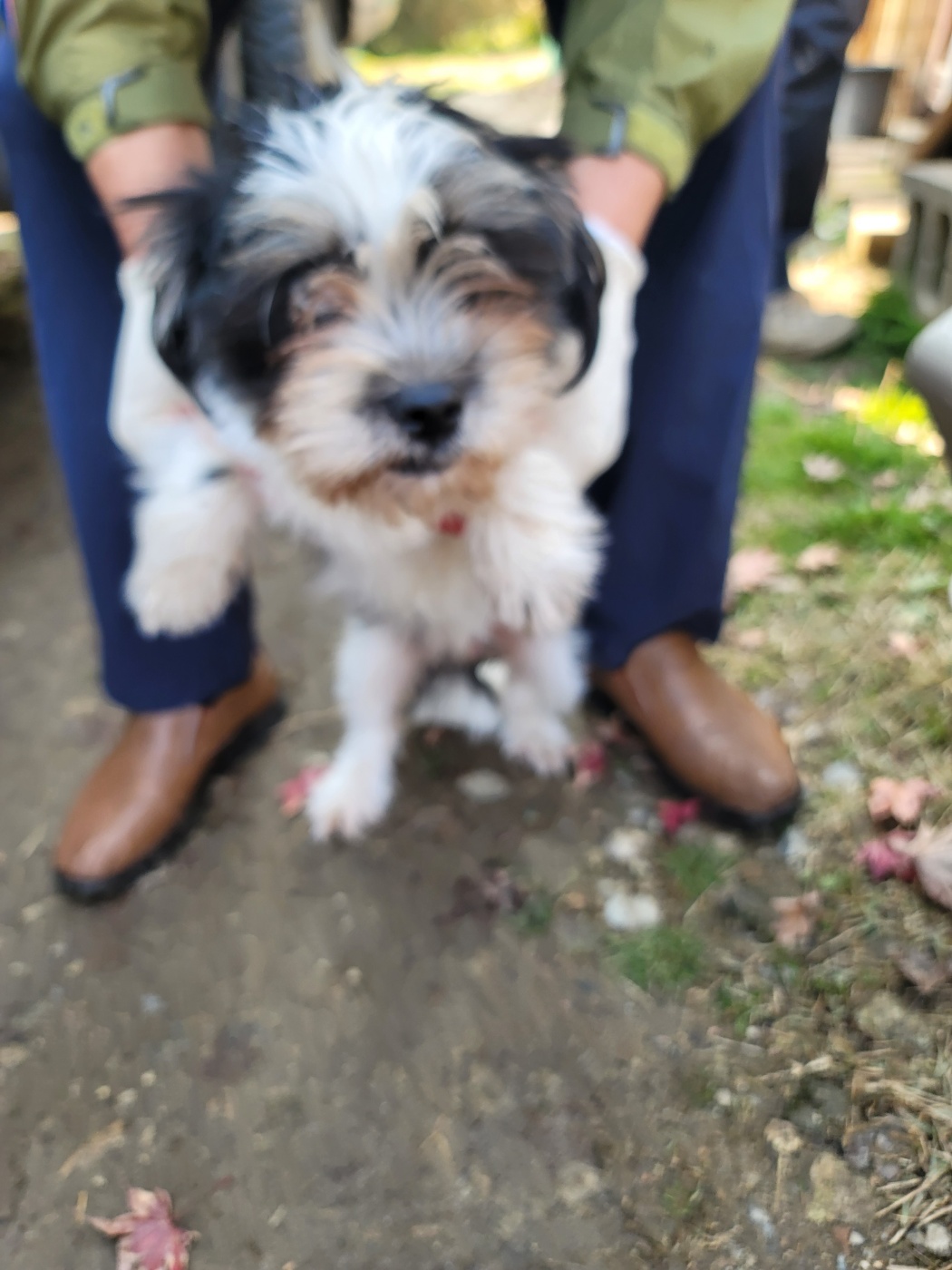 보호중 믹스견의 가…