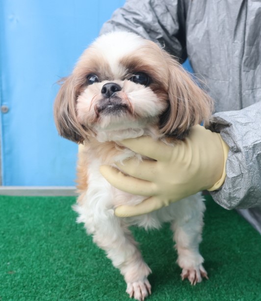 종료(입양) 시츄의…