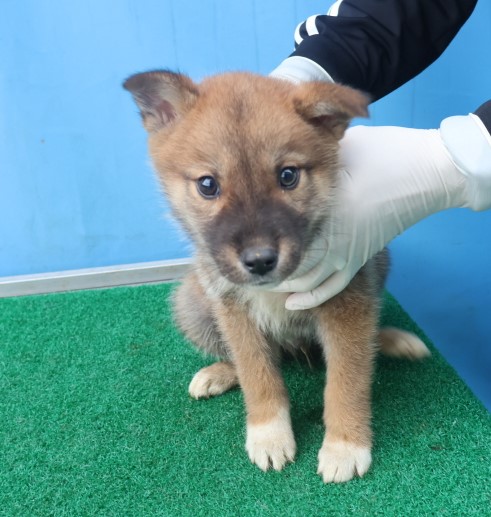 제주 동물보호센터_450650202403596