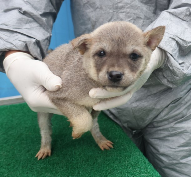 제주 동물보호센터_450650202403590