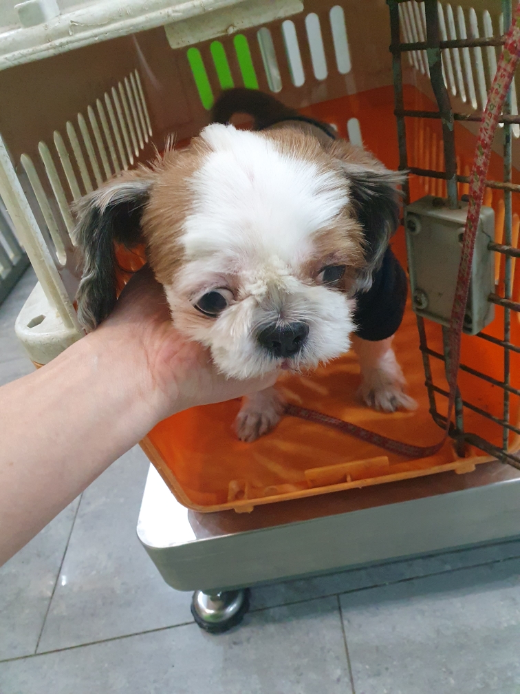 종료(반환) 시츄의…