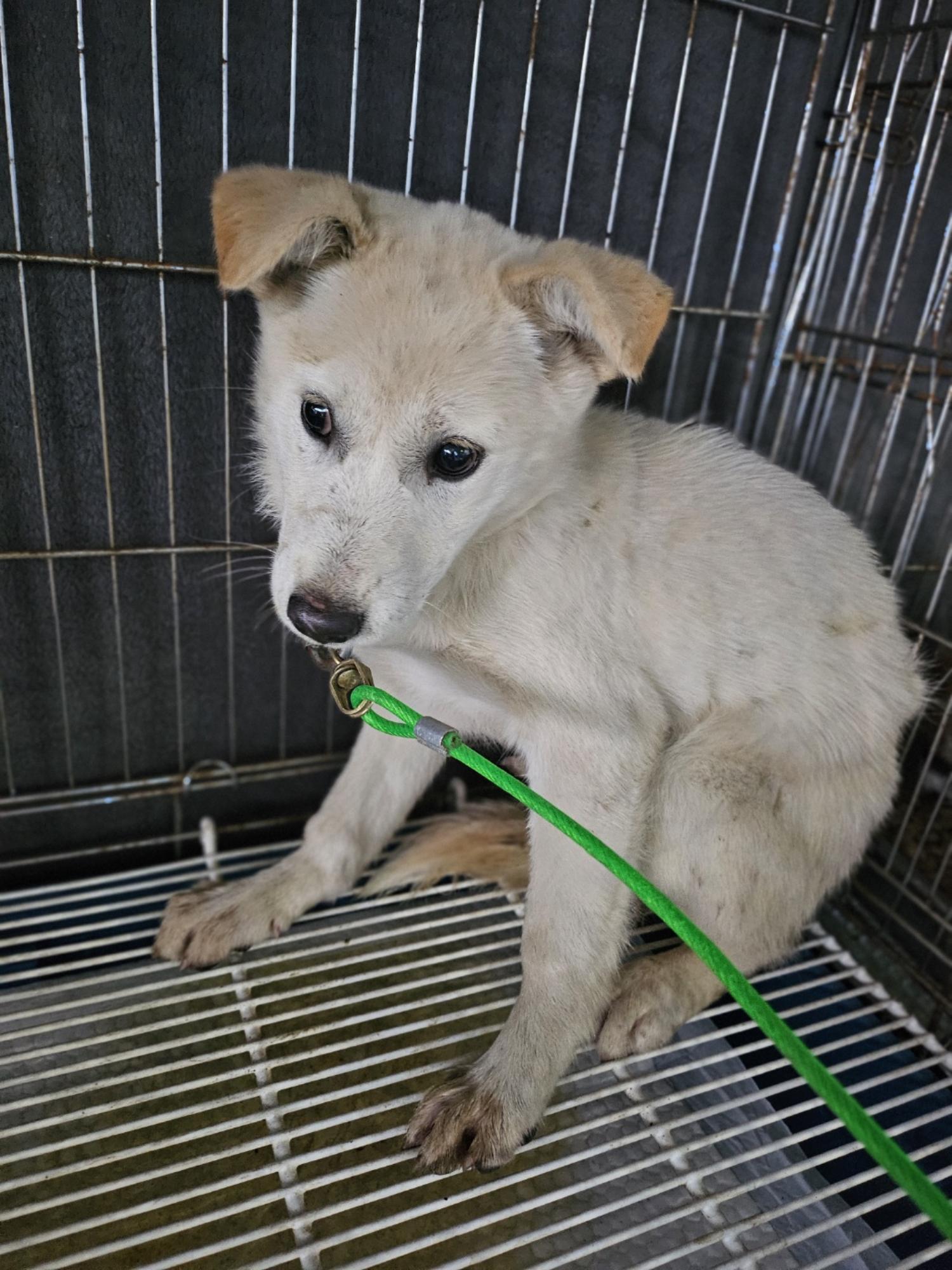 보호중 믹스견의 가…