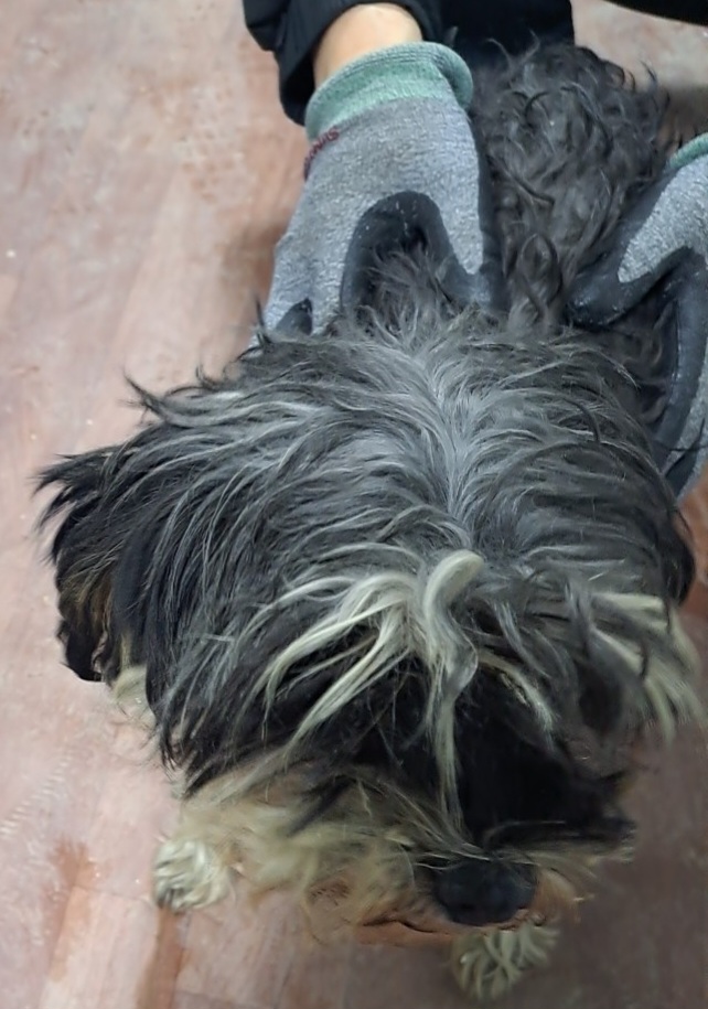 종료(반환) 슈나우…