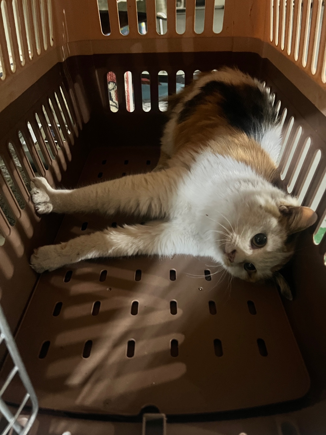 보호중 한국 고양이…