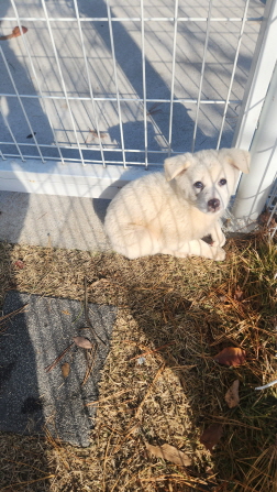 보호중 진도견의 가…