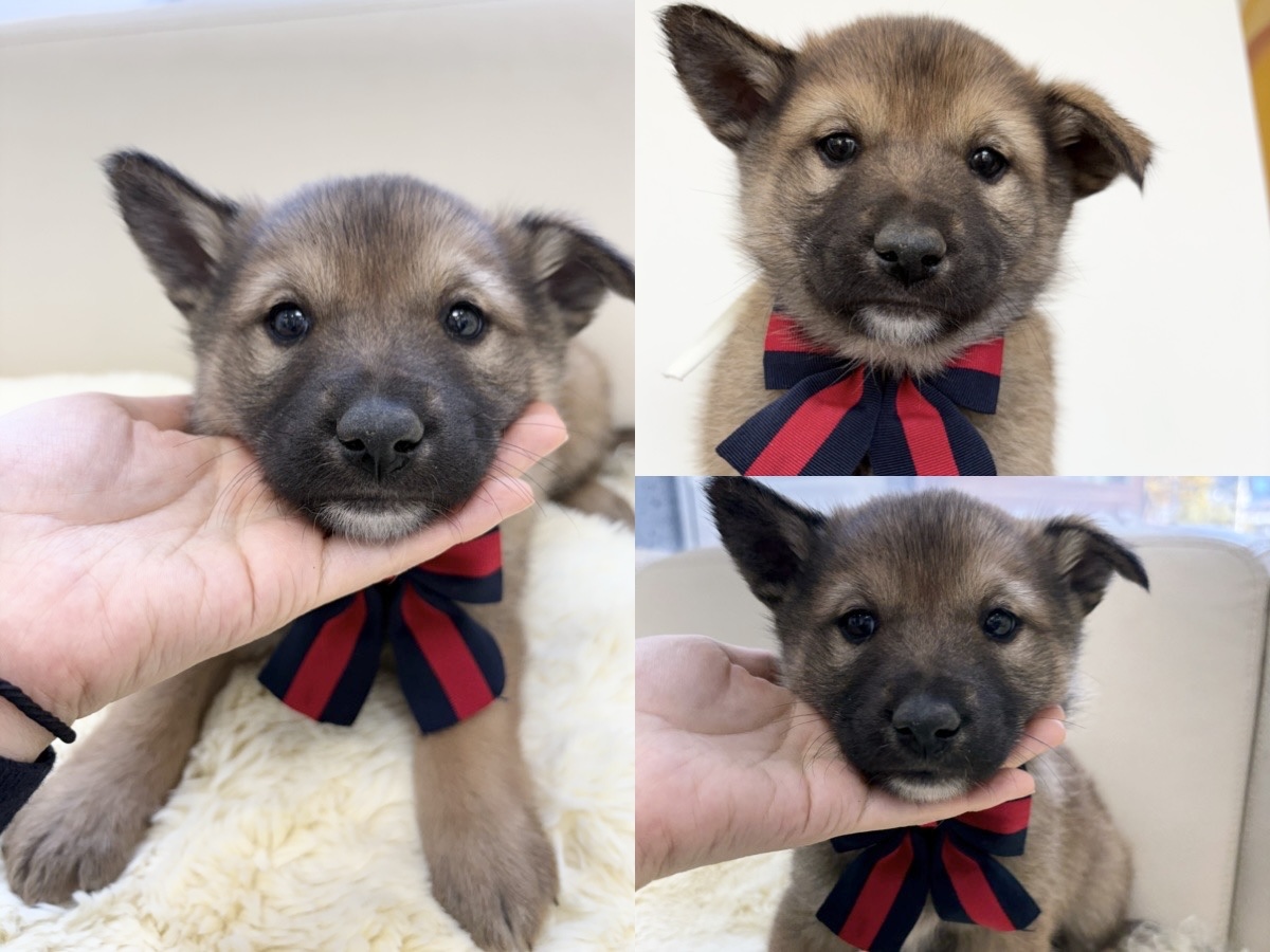 경주동물사랑보호센터_447505202401623