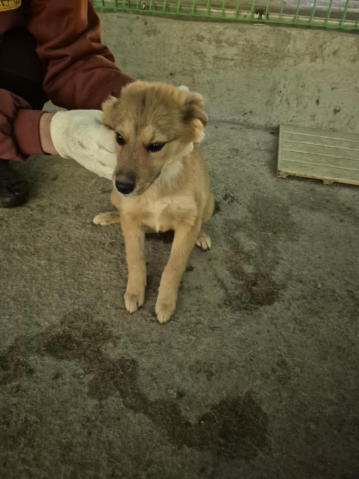 종료(자연사) 믹스…