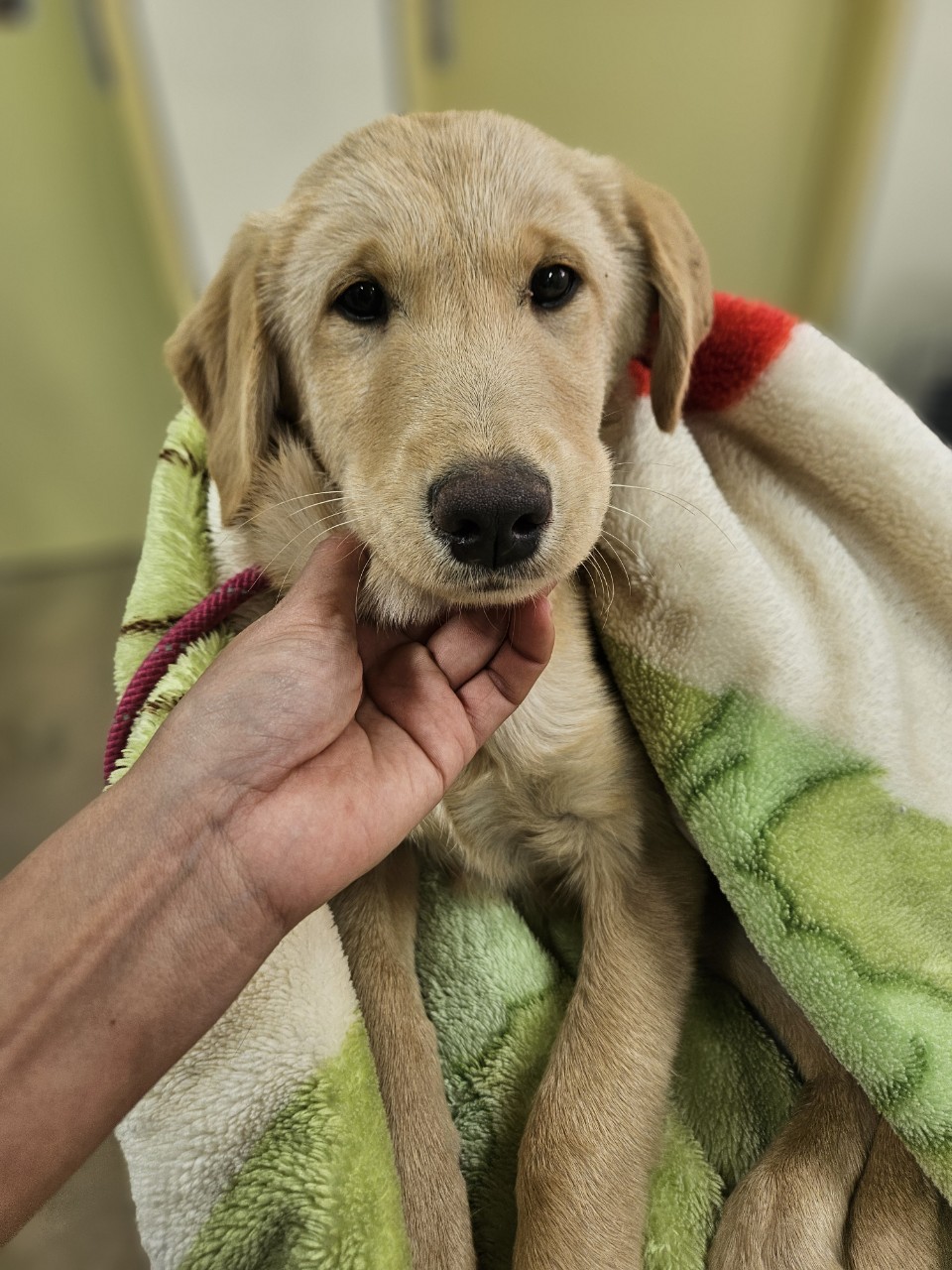 종료(입양) 믹스견…