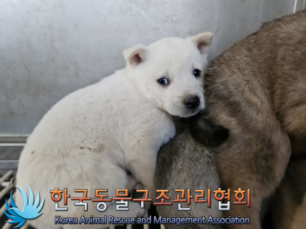 한국동물구조관리협회_441559202401400
