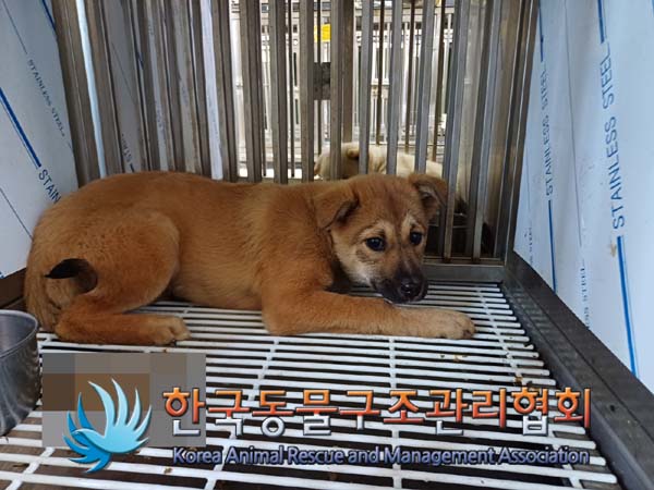 한국동물구조관리협회_441409202401926